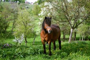Češnjice pri Trebelnem