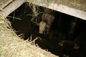 Češnjice pri Trebelnem