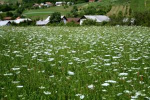 Češnjice pri Trebelnem