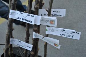 V Mokronogu smo na Svetovni dan Zemlje sadili drevje