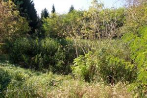 V vodi bajerja ni rakotvornih snovi