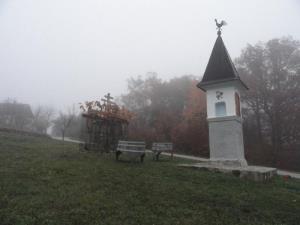 Potomko stare trte bodo potrgali