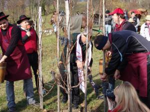 Potomko stare trte bodo potrgali