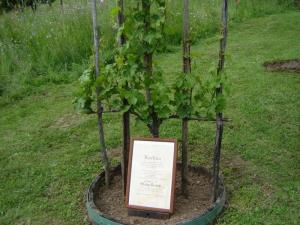 Potomko stare trte bodo potrgali